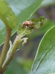 Aneuma compta