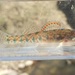 Slough Darter - Photo (c) jasonrl, some rights reserved (CC BY-NC), uploaded by jasonrl