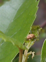 Aneuma compta
