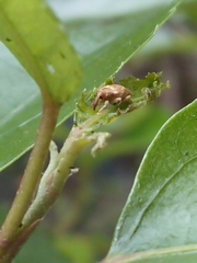 Aneuma compta