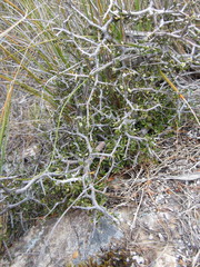 Pittosporum anomalum