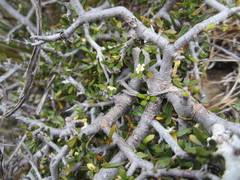 Pittosporum anomalum