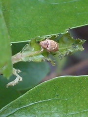 Aneuma compta