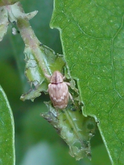 Aneuma compta