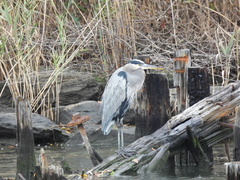 Ardea herodias