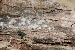 Arachnopeziza delicatula