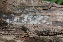 Arachnopeziza delicatula