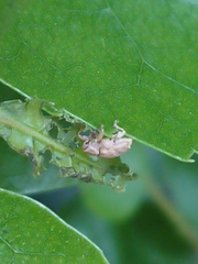 Aneuma compta