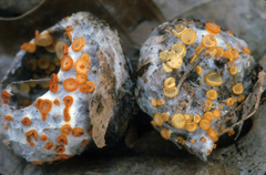 Arachnopeziza aurelia