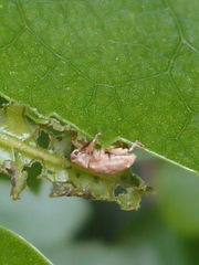Aneuma compta
