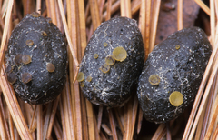 Ascobolus furfuraceus