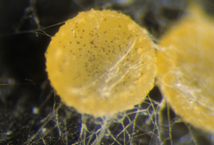 Ascobolus furfuraceus