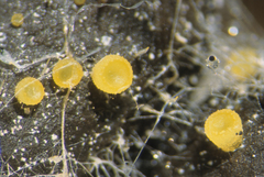 Ascobolus furfuraceus