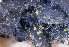 Ascobolus furfuraceus