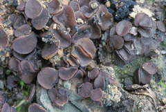 Ascobolus carbonarius