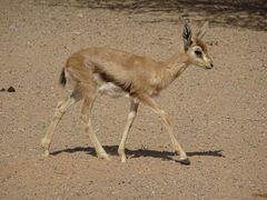 Gazella arabica