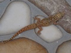 Hemidactylus robustus
