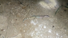 Coleonyx
