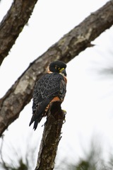 Falco deiroleucus