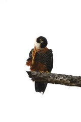 Falco deiroleucus