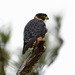 Orange-breasted Falcon - Photo (c) christian_nunes, some rights reserved (CC BY-NC)