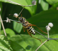 Clytus arietis