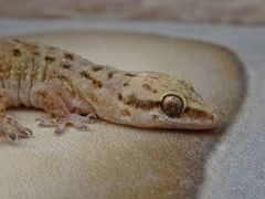 Hemidactylus robustus