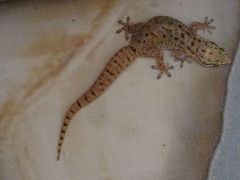 Hemidactylus robustus