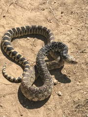 Pituophis catenifer sayi
