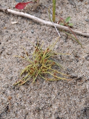 Cyperus subsquarrosus