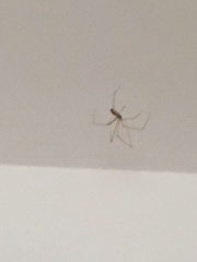 Pholcus phalangioides