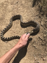Pituophis catenifer sayi