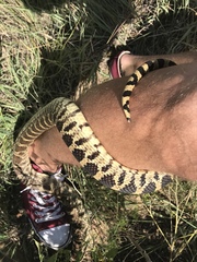 Pituophis catenifer sayi