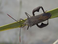 Anoplocnemis curvipes