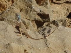 Pseudotrapelus jensvindumi