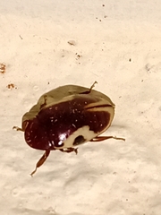 Chelonarium ornatum