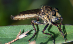 Machimus floridensis