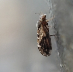 Catonia