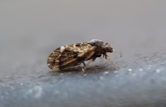 Catonia