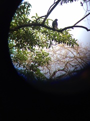 Pseudastur occidentalis