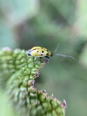 Diabrotica decempunctata