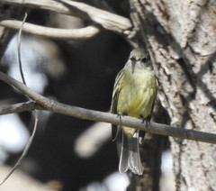 Empidonax hammondii