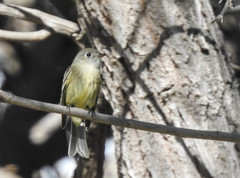Empidonax hammondii