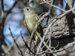 Empidonax hammondii