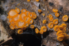 Arachnopeziza aurelia