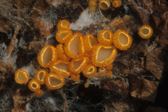 Arachnopeziza aurelia