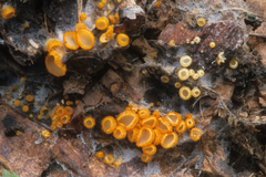 Arachnopeziza aurelia