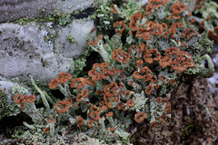 Cladonia ramulosa
