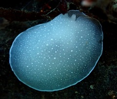 Nudipleura