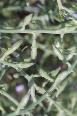 Cakile maritima baltica